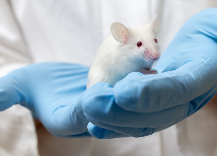 Lab testing on mice for use of THC to treat symptoms of Covid-19