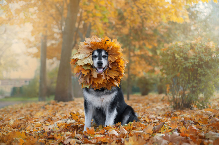Dog-with-wreath-of-Autumn-leaves Cannabis legal news 10-22